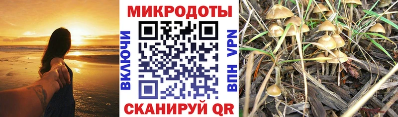 Псилоцибиновые грибы Psilocybe  Карабаш 